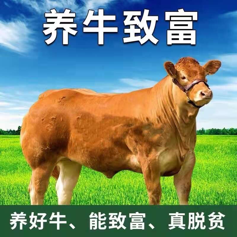 小黄牛 牛苗 肉牛犊 鲁西黄牛 厂家直供 免费送货