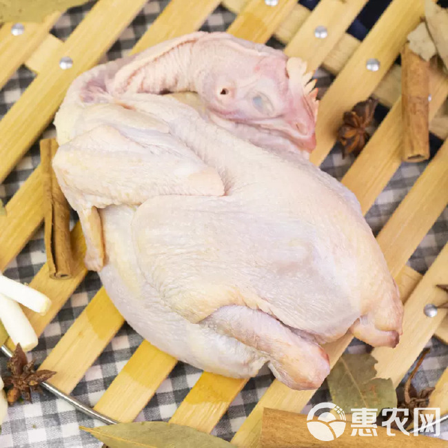 广西散养三黄土鸡童子鸡白条鸡柴鸡笨鸡三黄批发和零售