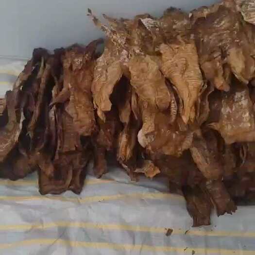 周宁县大笋片