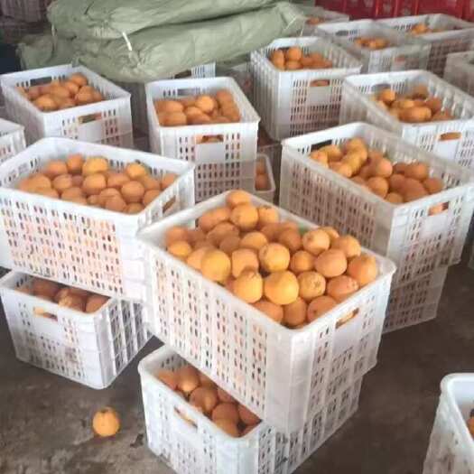 资中县一件代发丑橘粑黄皮果黄果甘电商平台对接一件代发美团多多供应仓