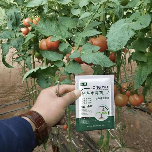 番茄专用哈茨木霉菌花叶病黑杆病脐腐病西红柿防烂