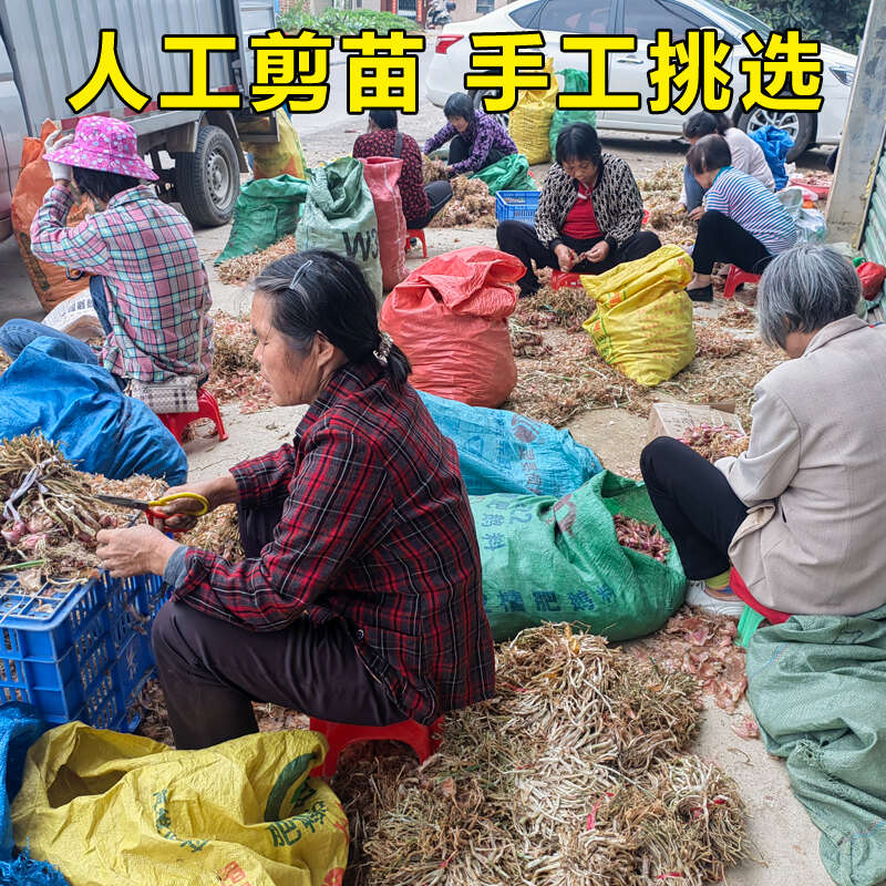 廣東紅四季小香蔥種頭苗蔥種小蔥種籽紅蔥頭紅頭陽(yáng)臺(tái)蔬菜盆栽火蔥