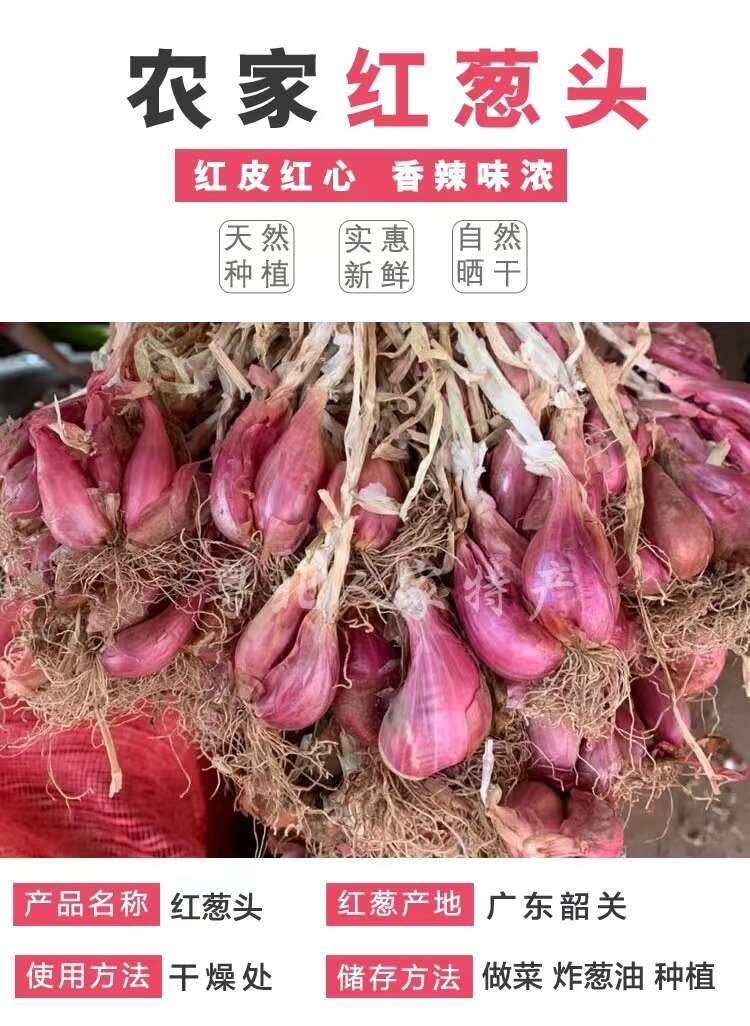 廣東紅四季小香蔥種頭苗蔥種小蔥種籽紅蔥頭紅頭陽(yáng)臺(tái)蔬菜盆栽火蔥