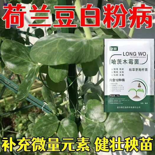 栾川县荷兰豆防虫根腐病白粉病褐斑病立枯病枯病蔬菜专用