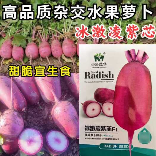 洛阳冰激凌紫芯水果萝卜种子，甜脆生食，紫皮白绿肉，粉红芯，抗病