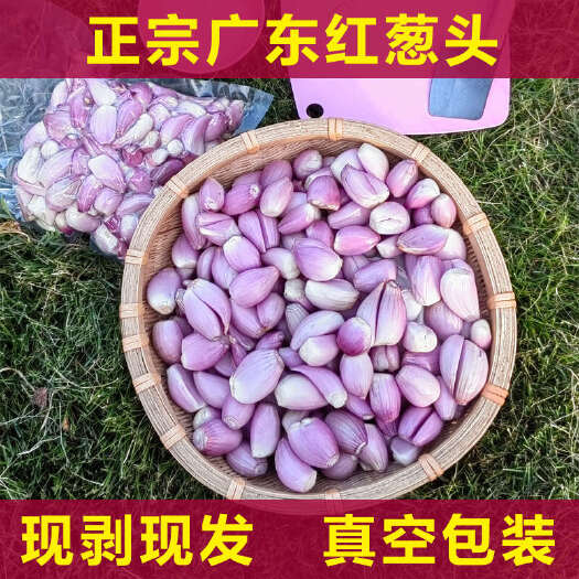 翁源县正宗广东红葱头干葱头特香新鲜本地红头葱去皮餐饮店食用大个熬油