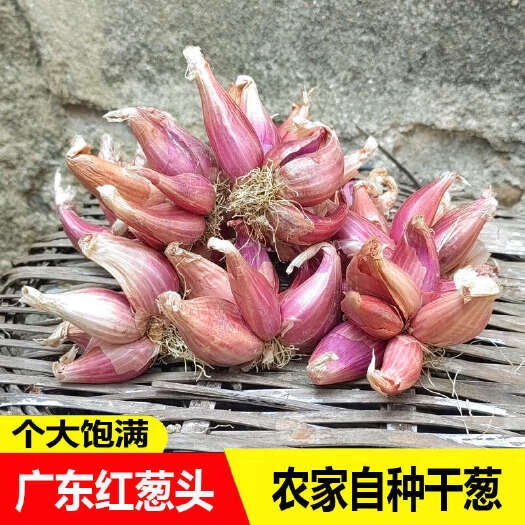 翁源县火葱头四季小香葱广东红葱头盆栽头苗小葱籽黄葱头阳台蔬菜盆栽葱