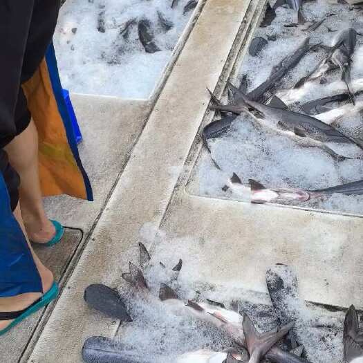 佛山大量出售精品1.3-10斤规格鸭嘴鱼