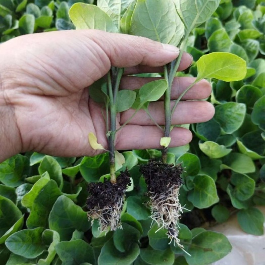 昆明茄子苗烧烤茄苗口感好商品性好市场表现好软糯型