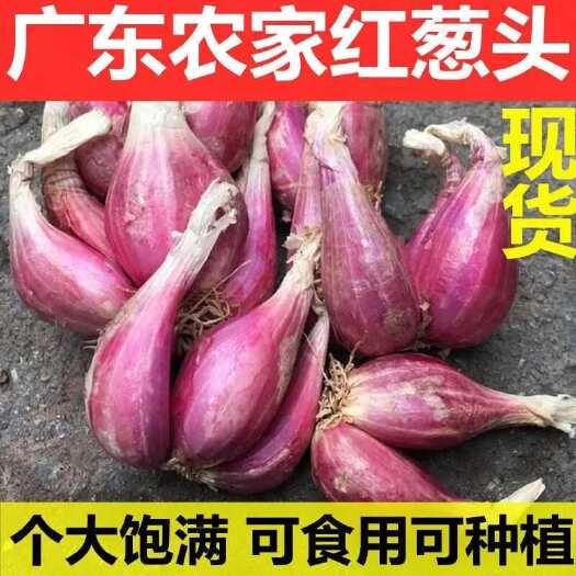 翁源县新鲜广东红葱头小香葱头干葱头种子火葱四季葱油葱酥肠粉酱汁 1