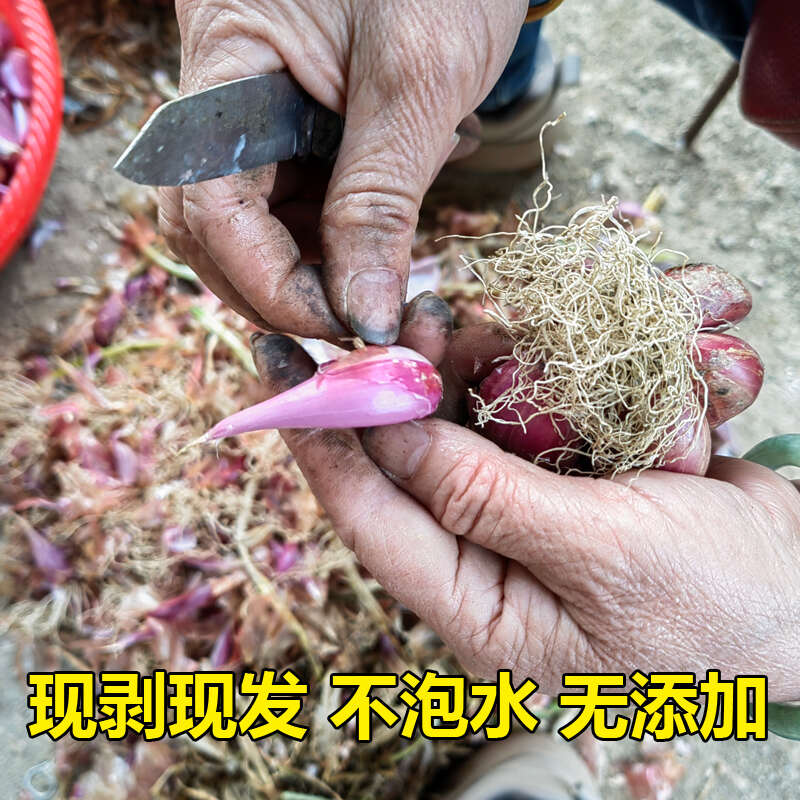 广东新鲜去皮红葱头手工剥皮红葱头真空包装餐饮店专用香料熬葱油