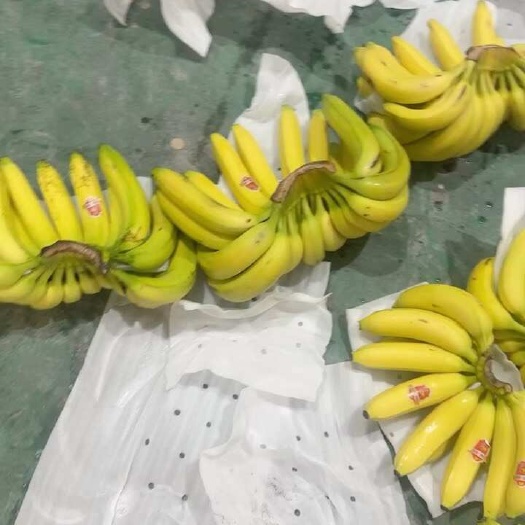 上海二黄蕉继续出库数量不多有需要的老板提前联系保质保量全国发货