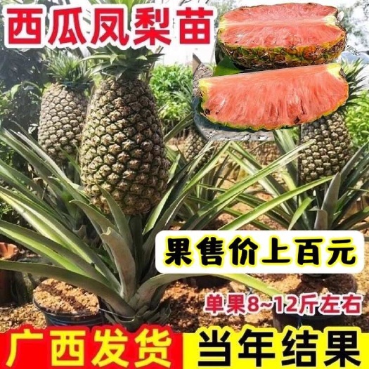 ￼ 凤梨台农22号芽苗巨人西瓜凤梨广西种植基菠萝金钻