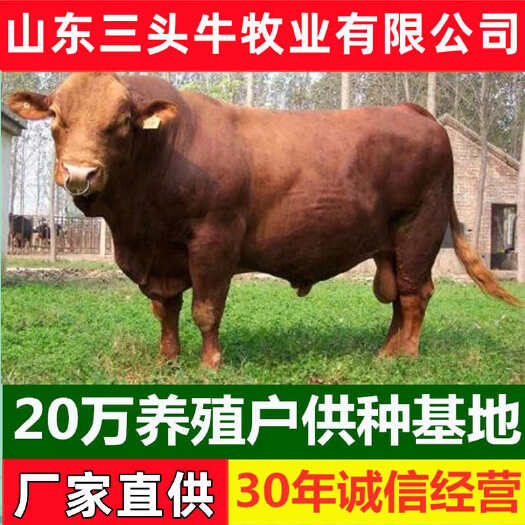 牛犊 利木赞牛 手续齐全 厂家直供 免费送货到家