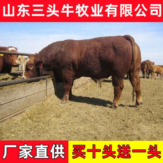 梁山县杂交黄牛 改良黄牛 鲁西黄牛 手续齐全 厂家直供 免费送货