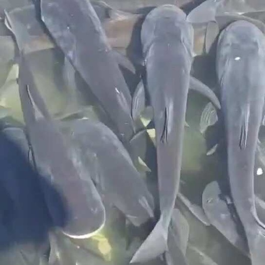 遂昌县鲢鱼