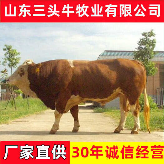 梁山县活牛 西门塔尔牛 手续齐全 厂家直供 免费送货 买十送一