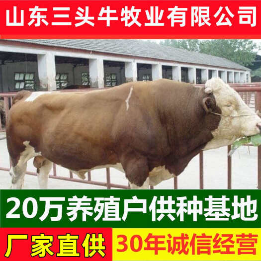 梁山县育肥牛犊 包成活包运输 手续齐全 厂家直供 免费送货