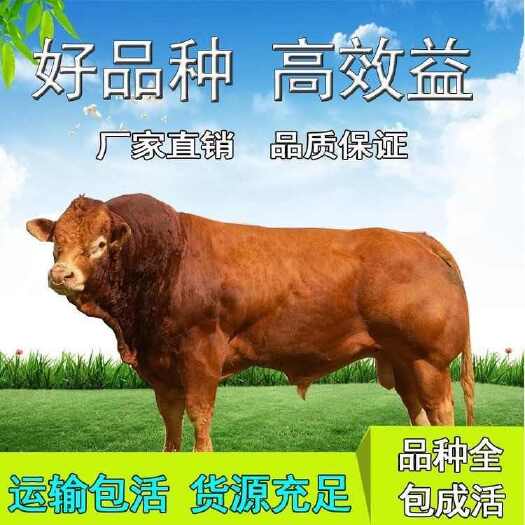 杂交牛 杂交黄牛 四元杂交牛 手续齐全 厂家直供 免费送货
