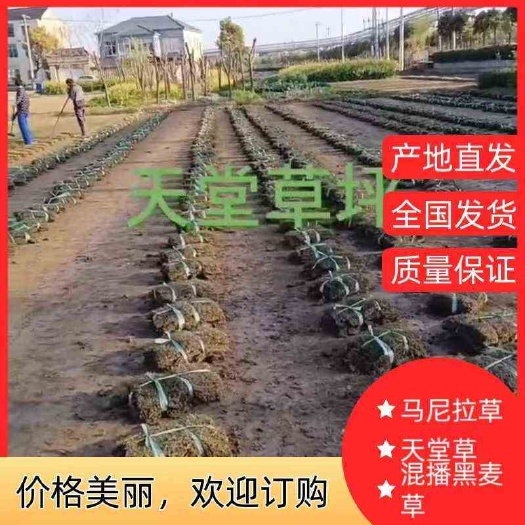 常州天堂草坪