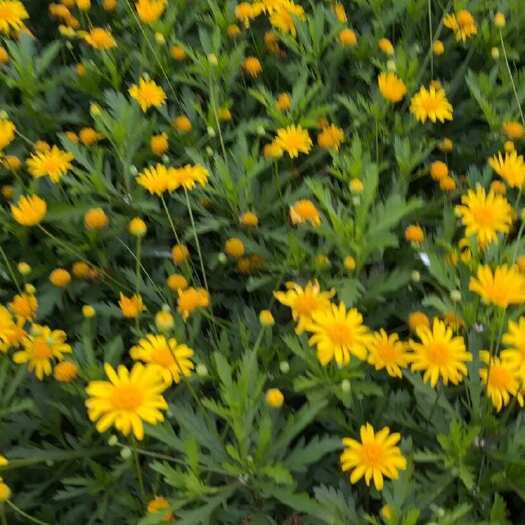 都江堰市木春菊