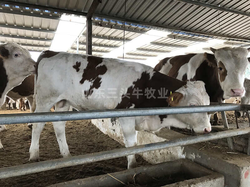 西門塔爾牛，西門塔爾牛犢，廠家直銷，免費送貨，買十送一