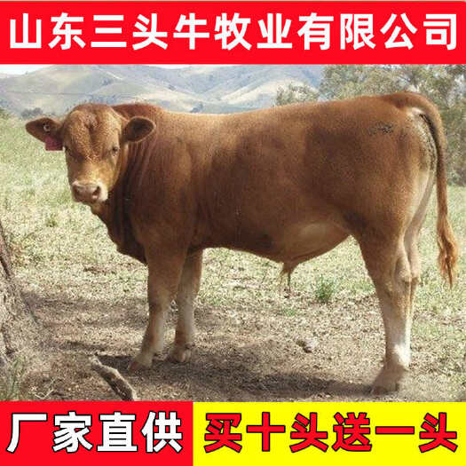 小黄牛鲁西黄牛犊手续齐全厂家直发 买十送一