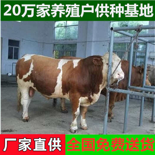 西门塔尔小牛犊 西门塔尔母牛 手续齐全 厂家直供 免费送货