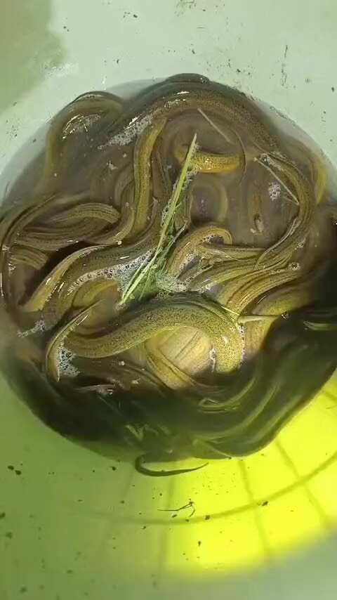  黄鳝