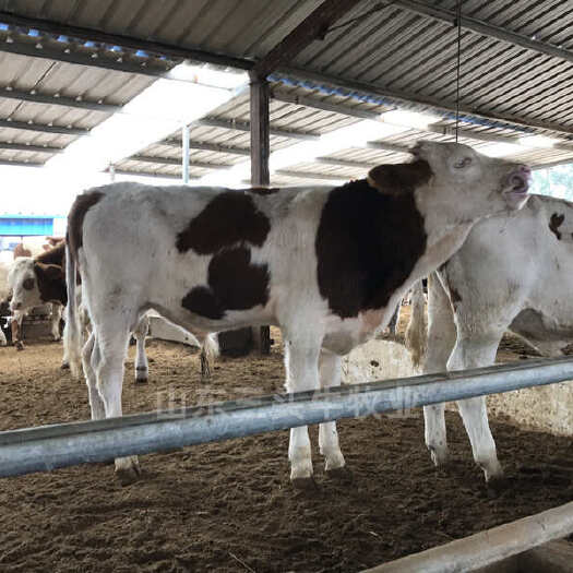 梁山县肉牛苗 西门塔尔牛 厂家直发 手续齐全 免费送货