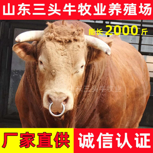 活牛牛犊 包成活 包运输 手续齐全 免费送货到家