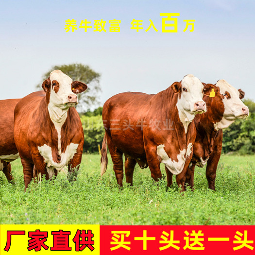 梁山县肉牛 肉牛犊 西门塔尔牛 手续齐全 厂家直供 免费送货