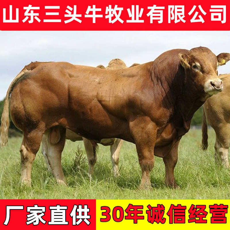 牛犊 鲁西黄牛犊 手续齐全 厂家直发 免费送货