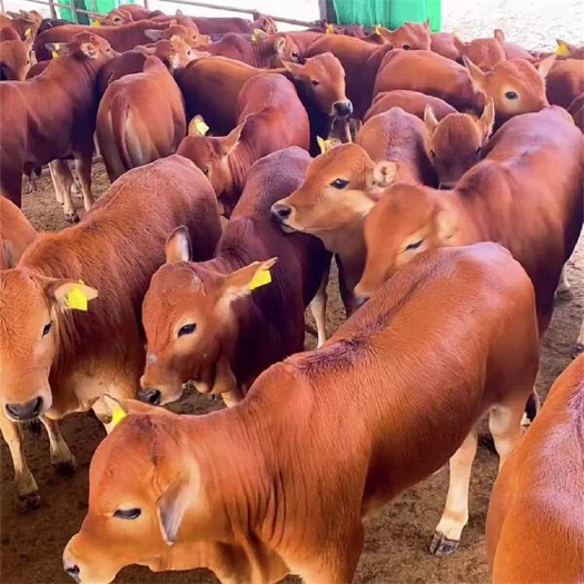 活牛 肉牛犊 黄牛 西门塔尔牛 免费送货 买10送1