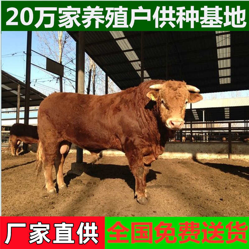 杂交牛 杂交黄牛 三元杂交牛 手续齐全 厂家直供 免费送货