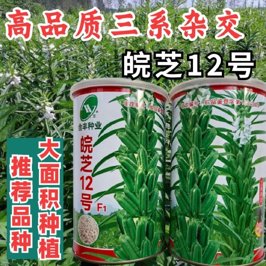皖芝12号芝麻种子，三系杂交，一叶三蒴，蒴果四棱，基地种植