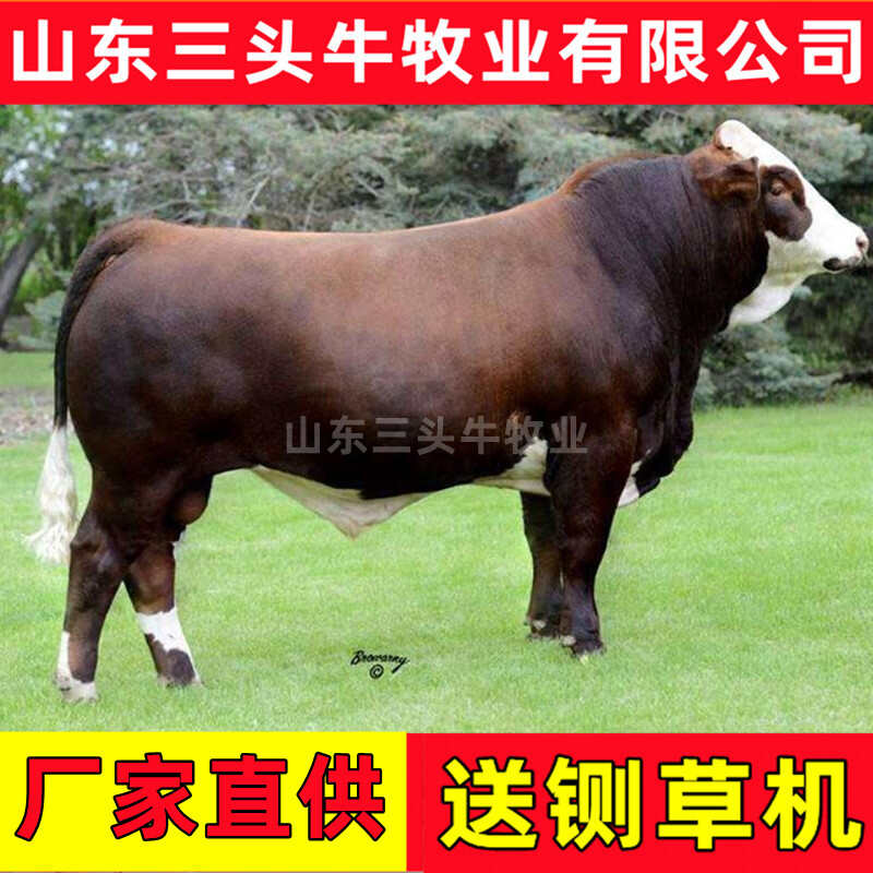 杂交牛 杂交黄牛 三元杂交牛 手续齐全 厂家直供 免费送货