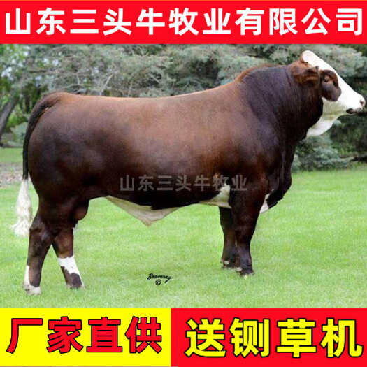 杂交牛 杂交黄牛 三元杂交牛 手续齐全 厂家直供 免费送货