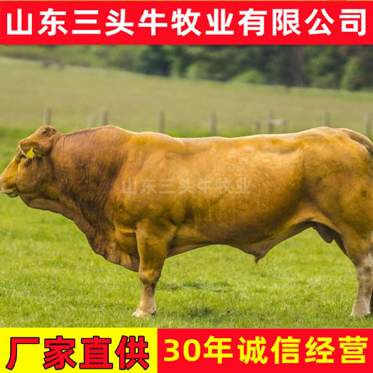 肉牛 牛犊 鲁西黄牛 手续齐全 厂家直供 免费送货到家