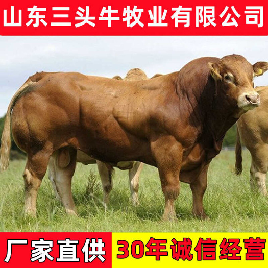 黄牛 改良黄牛 包技术 手续齐全 厂家直供 免费送货到家