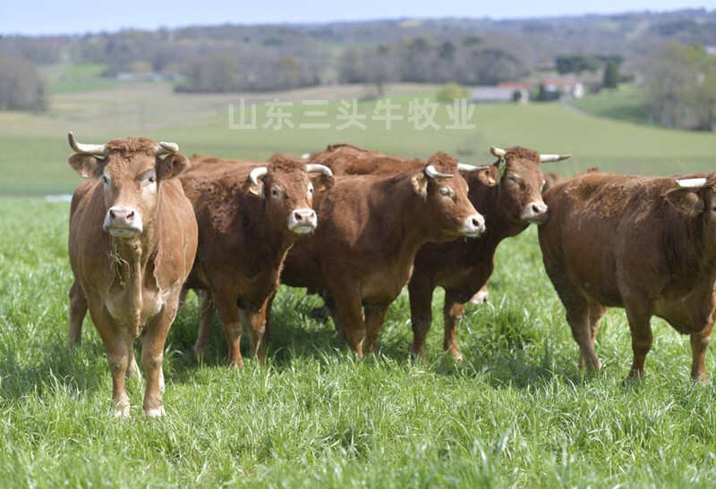 牛犊 鲁西黄牛犊 手续齐全 厂家直发 免费送货
