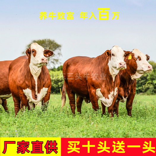 梁山县肉牛犊 小牛犊 西门塔尔牛 手续齐全 厂家直供 免费送货