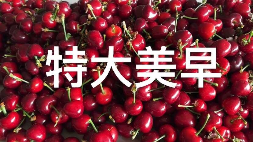 安丘市美早