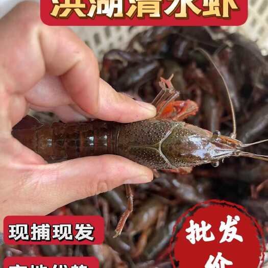 洪湖产地小龙虾，产地直发。