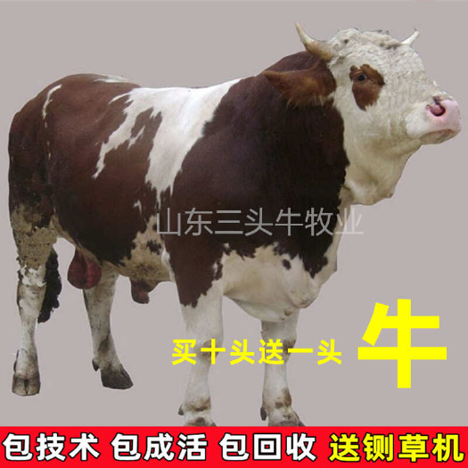 肉牛 西门塔尔牛牛犊 手续齐全 厂家直供 免费送货到家