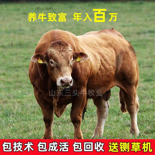 梁山县黄牛犊 鲁西黄牛 包成活 包运输 手续齐全 厂家直供