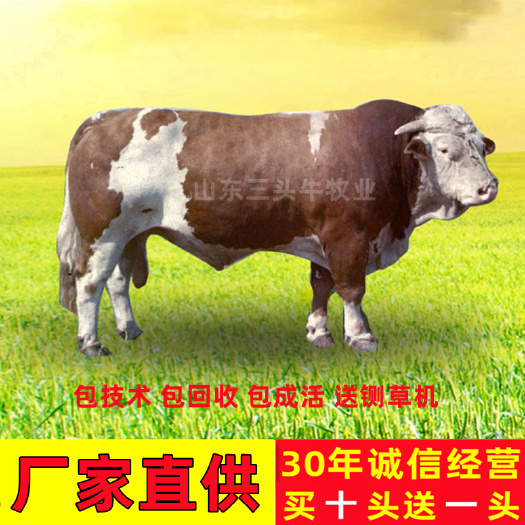 西门塔尔牛犊 西门塔尔牛 手续齐全 厂家直供 免费送货