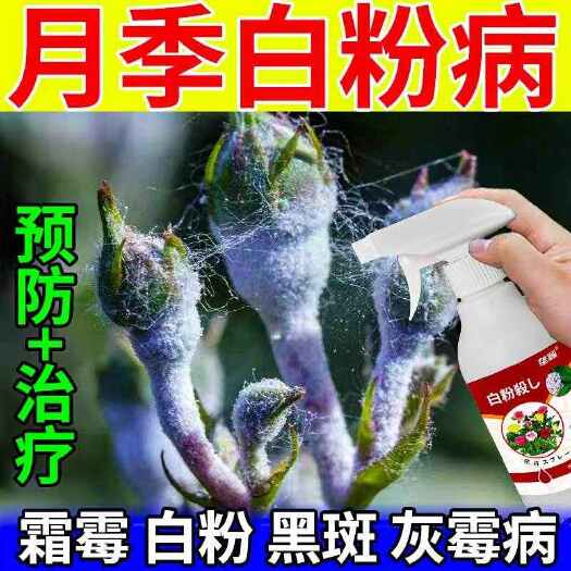 月季白粉病专用肥月季白霜病黑斑病黄叶花卉植物通用型白粉病肥料