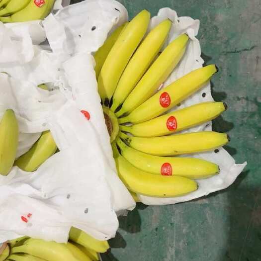 沧州二黄蕉继续出库口感软糯香甜颜色金黄不受寒黄金蕉无花皮无黑心
