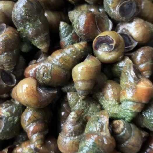 荆州石螺